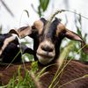 Photos, Video: Four Hungry Goats Have Arrived At Brooklyn Bridge Park